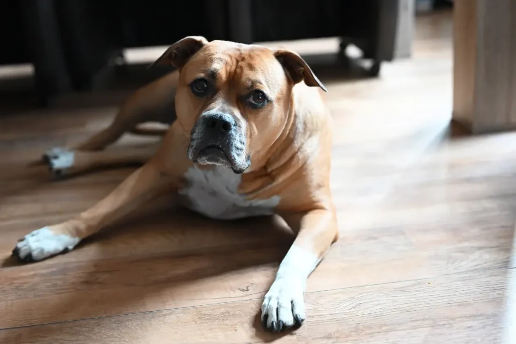 boxer pit terrier mix