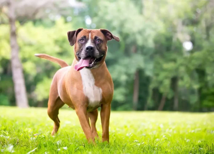 boxer pitbull mix