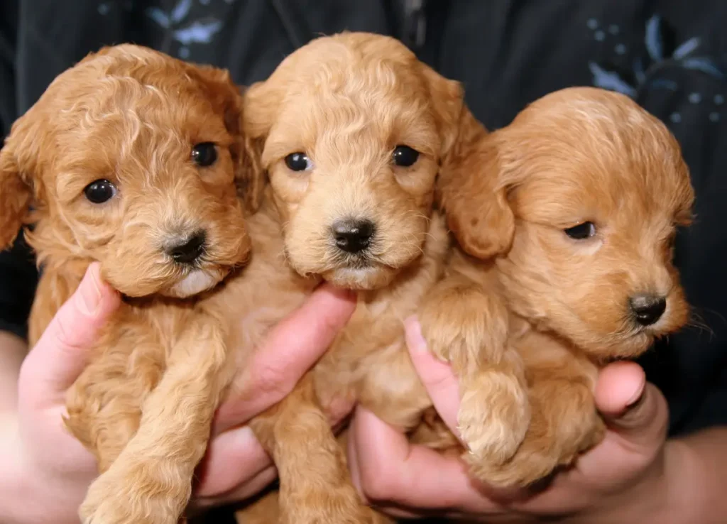 cavalier king charles spaniel poodle puppies