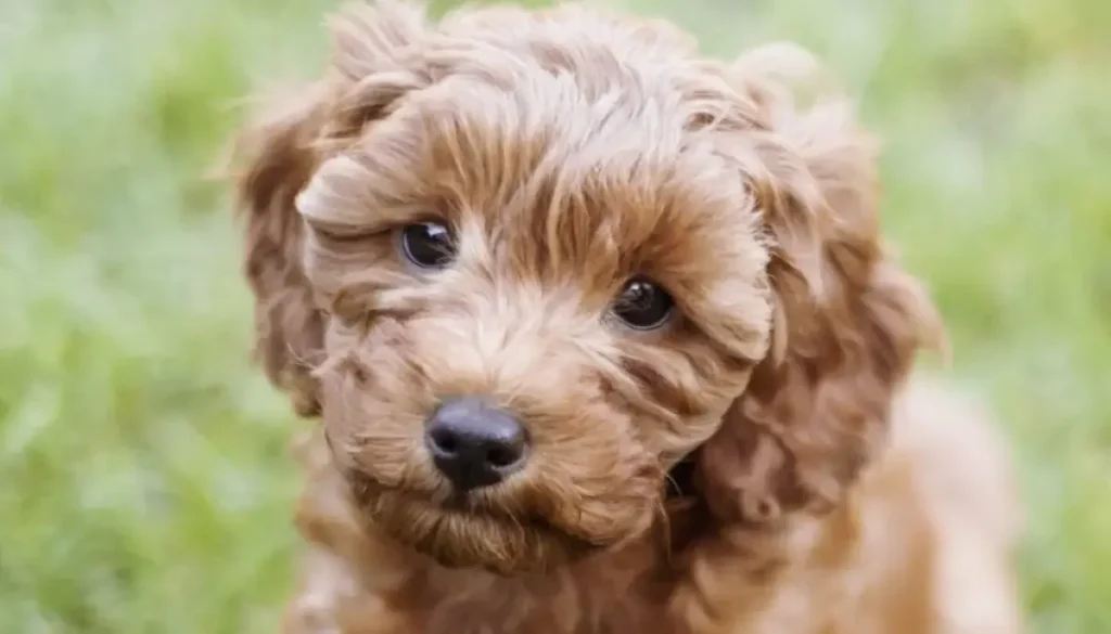 cavapoo mix