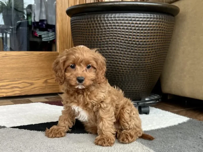 cavapoo puppy