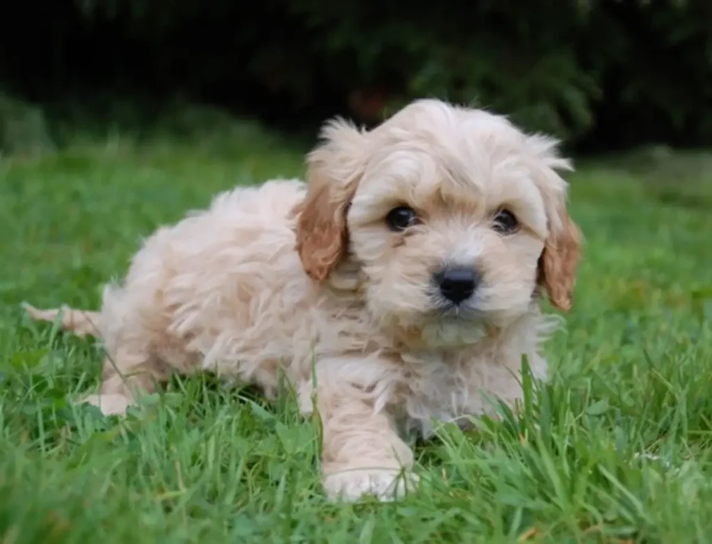 cavapoo size