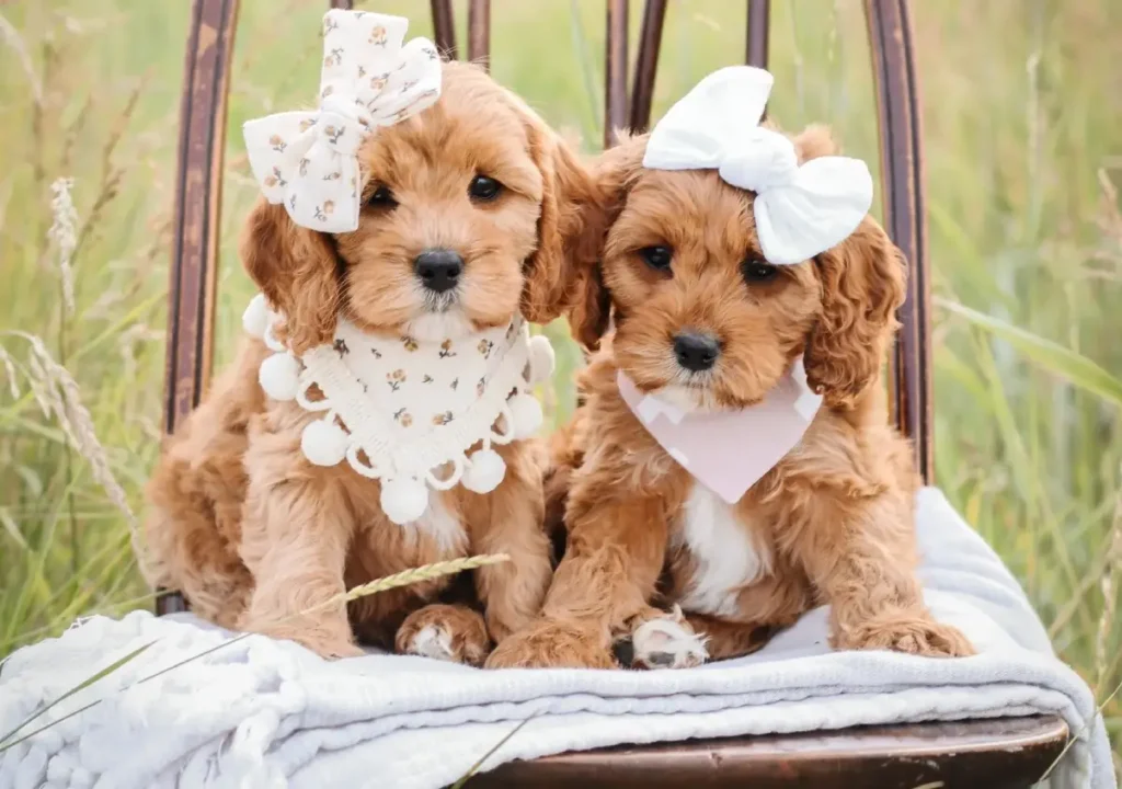 king charles spaniel poodle