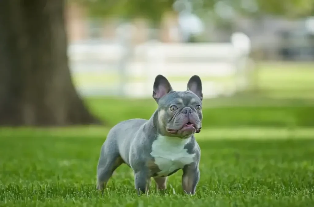 lilac color french bulldog