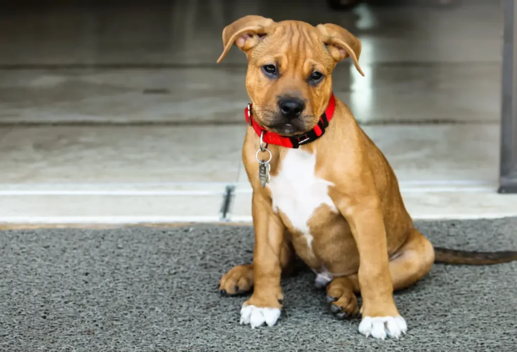 mix of pitbull and boxer