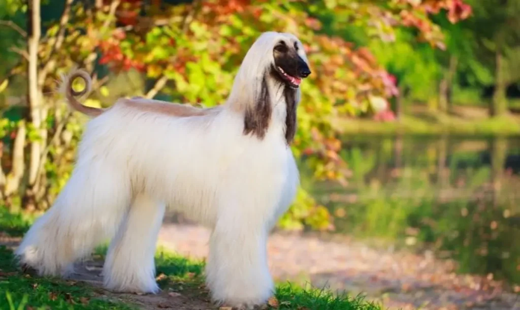 Afghan Hound