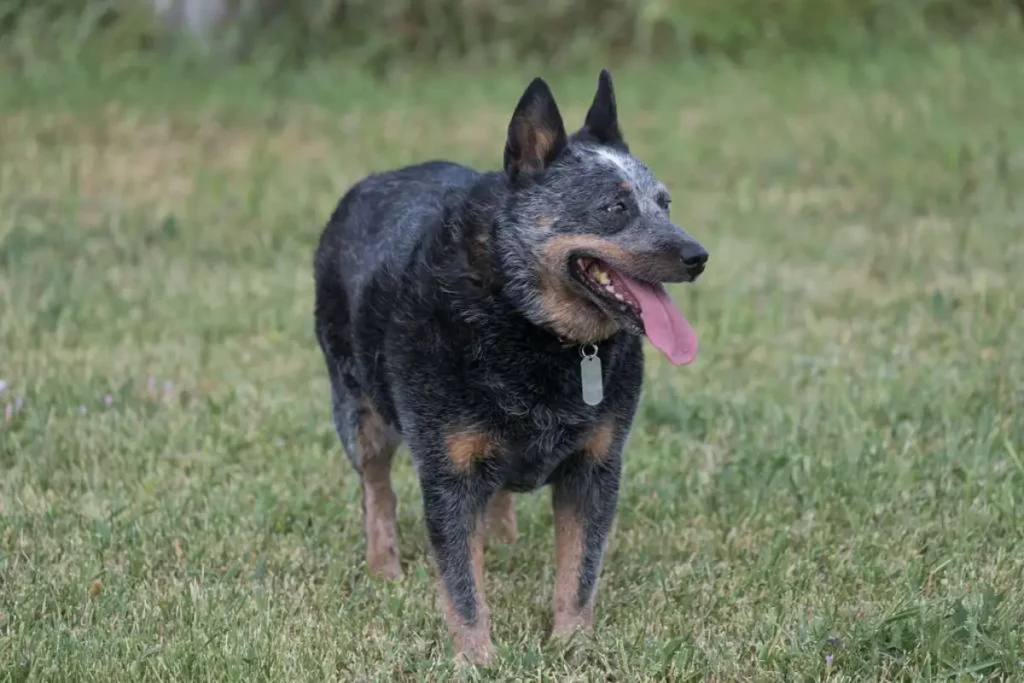 Australian Cattle Dog