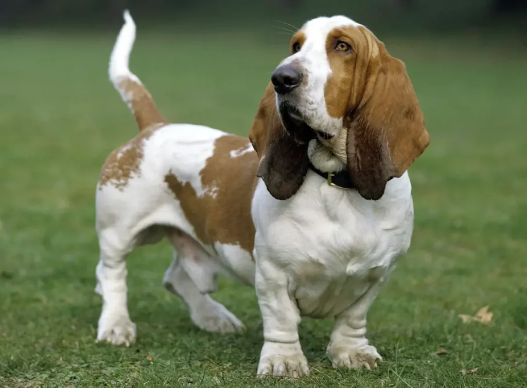 Basset Hound