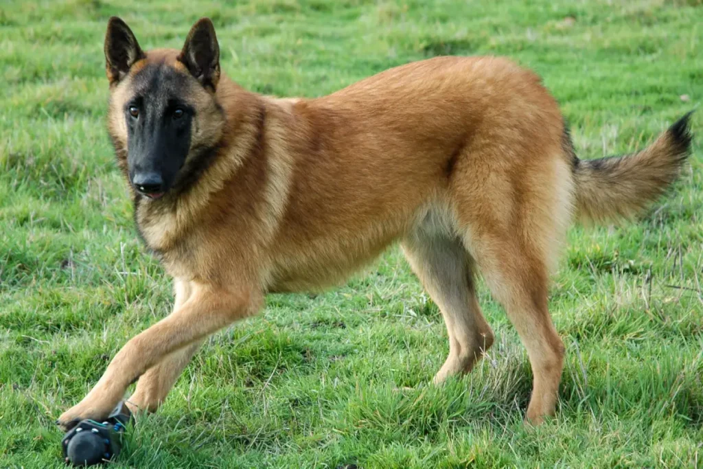 Belgian Malinois