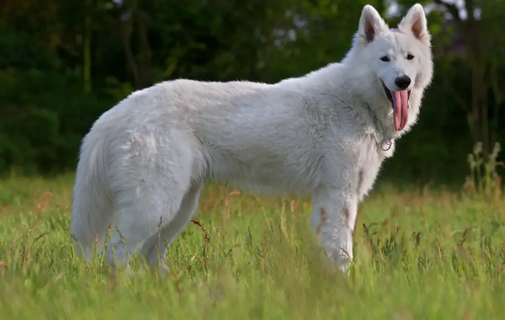 Berger Blanc Suisse