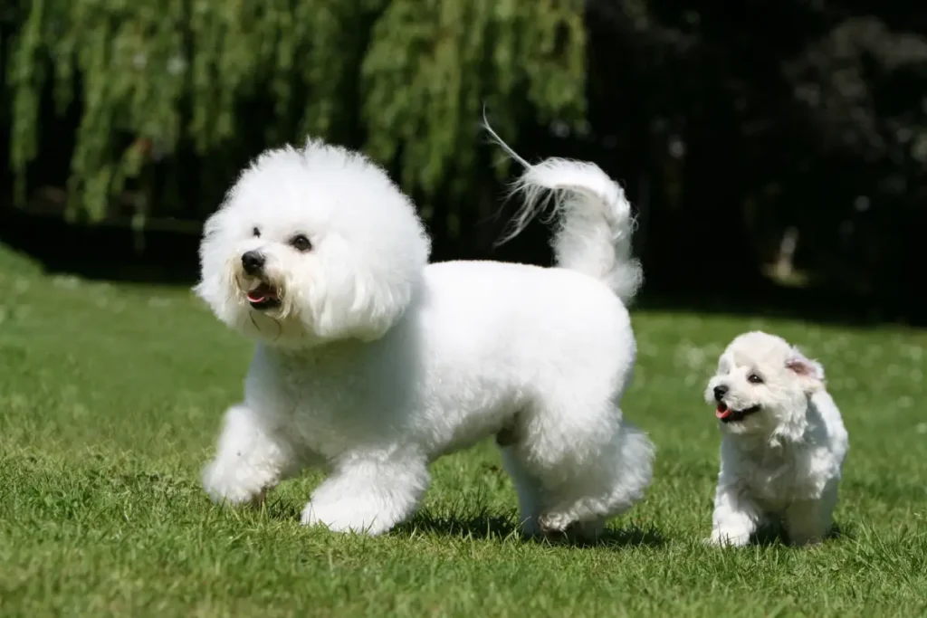 Bichon Frise teddy bear