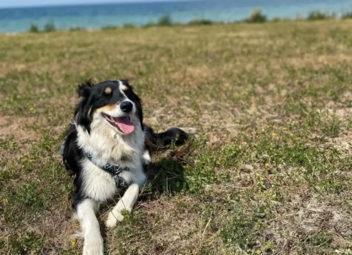 Border Aussie