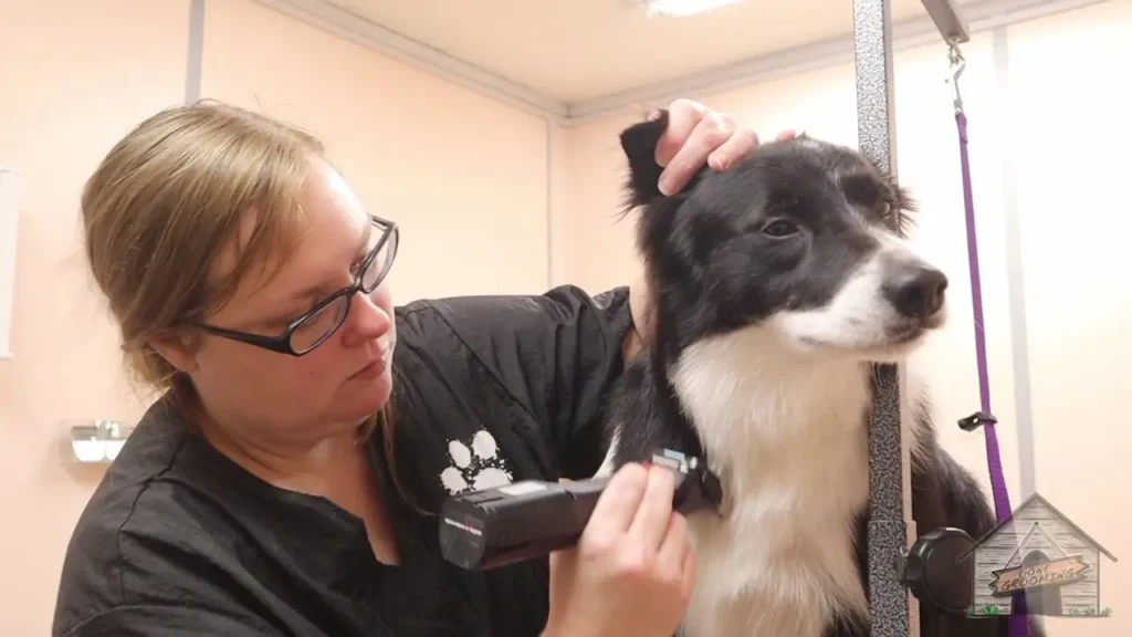 Border Aussie grooming