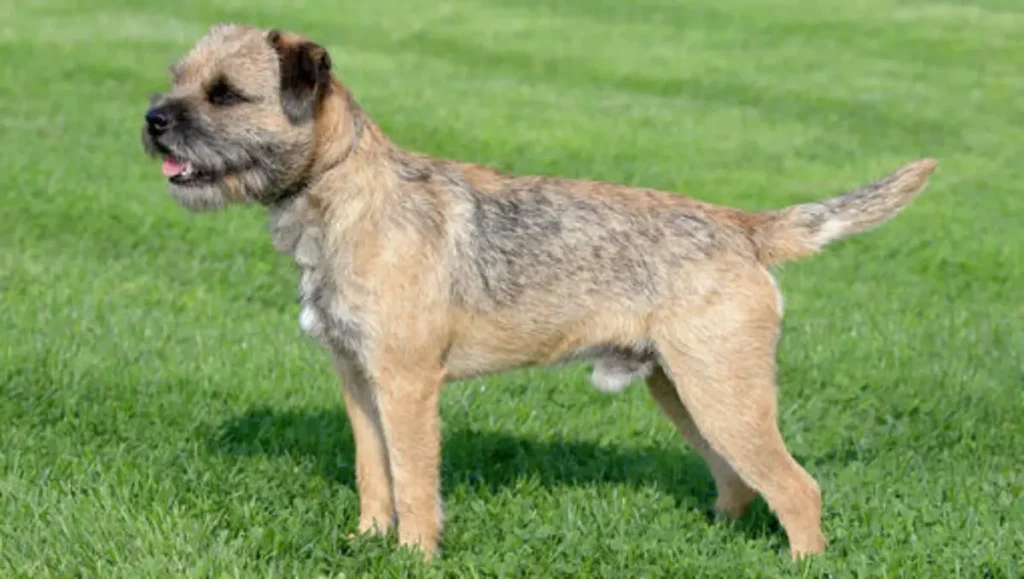 Border Terrier