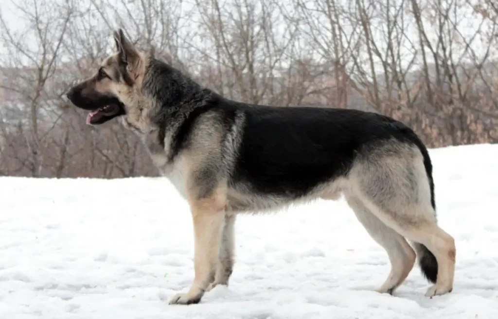 Byelorussian Shepherd