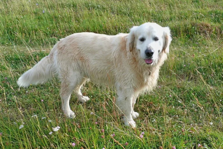 Calm Dog Breeds, Lazy, Low Energy Dogs