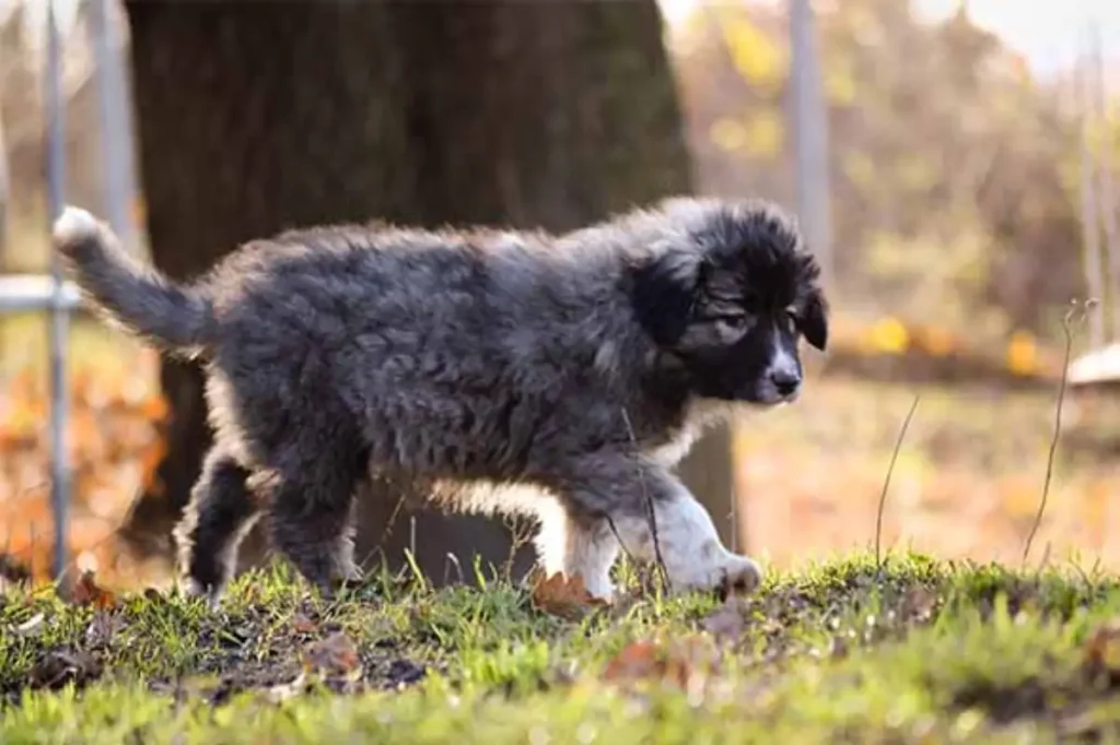 Carpathian Shepherd Dog