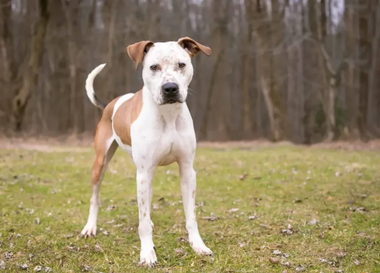 Catahoula Bulldog