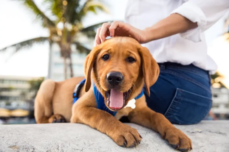 Cheapest Dog Breeds Are Best Budget-Friendly Dogs