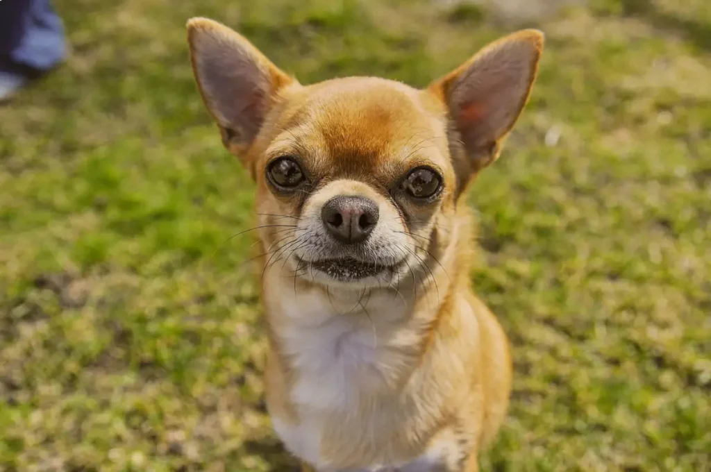 Chihuahua