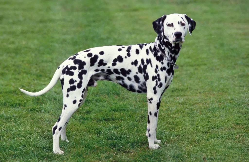 Dalmatian