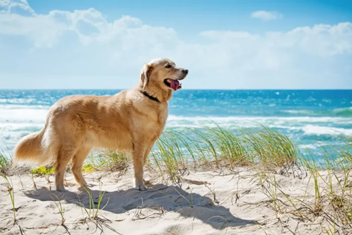 Dogs At The Beach