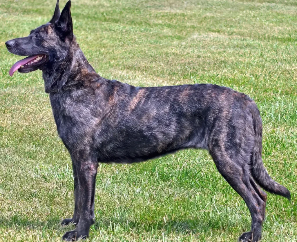 Dutch Shepherd