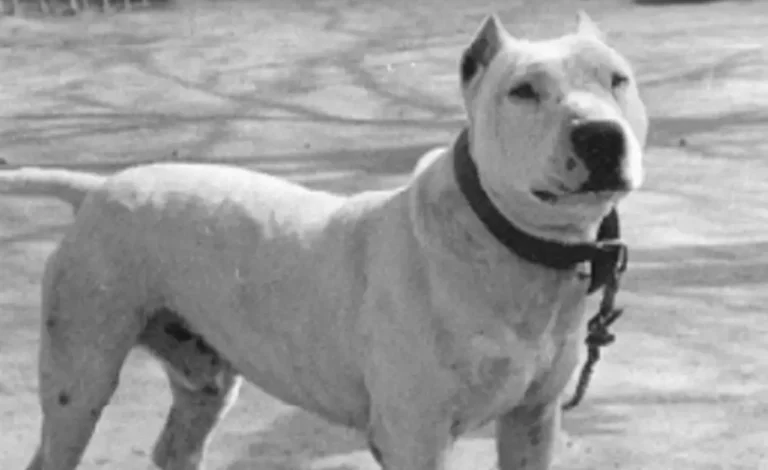 18 Extinct Dog Breeds, Not Exist Today
