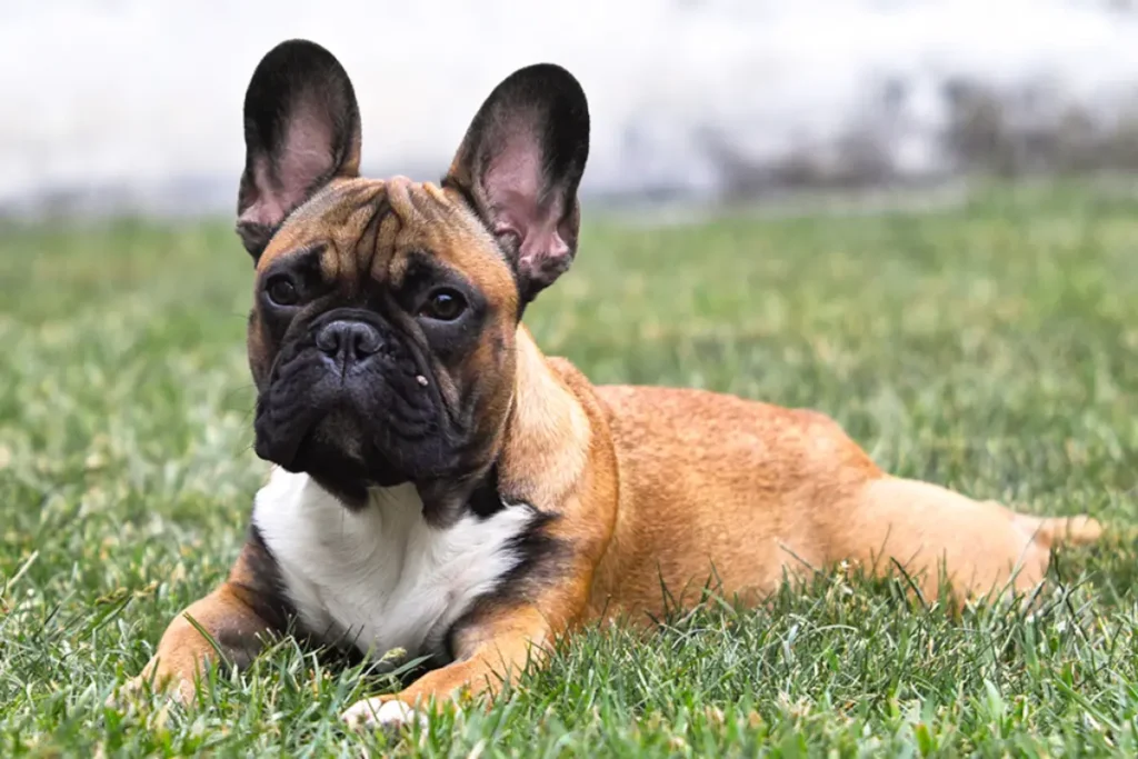 French Bulldog