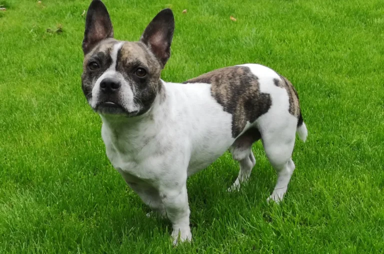 French Bullhuahua Best Characteristics & Personality Info