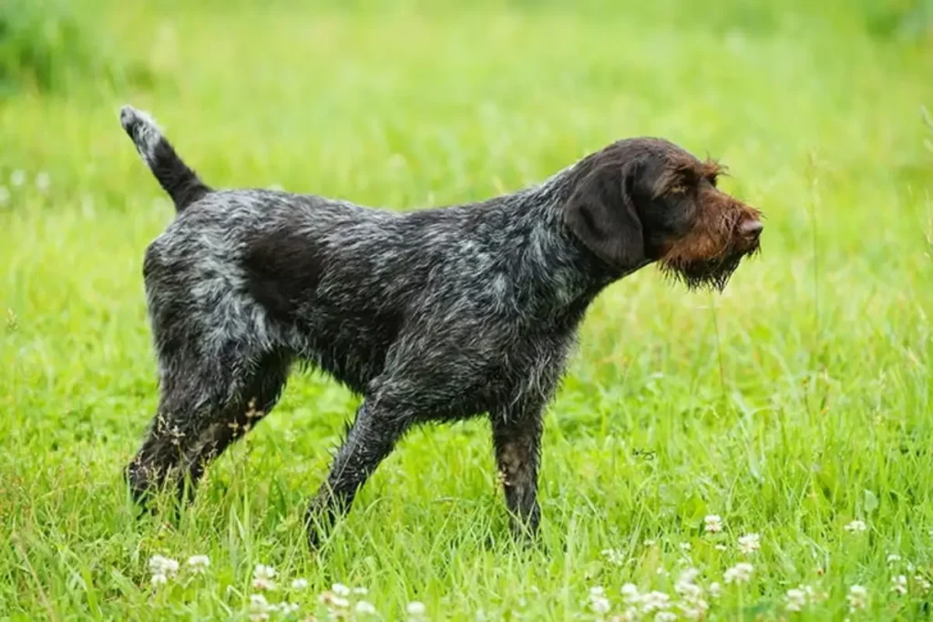 German Wirehaired Pointer