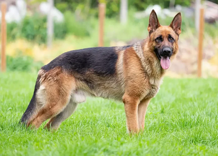 German shepherd pitbull mix