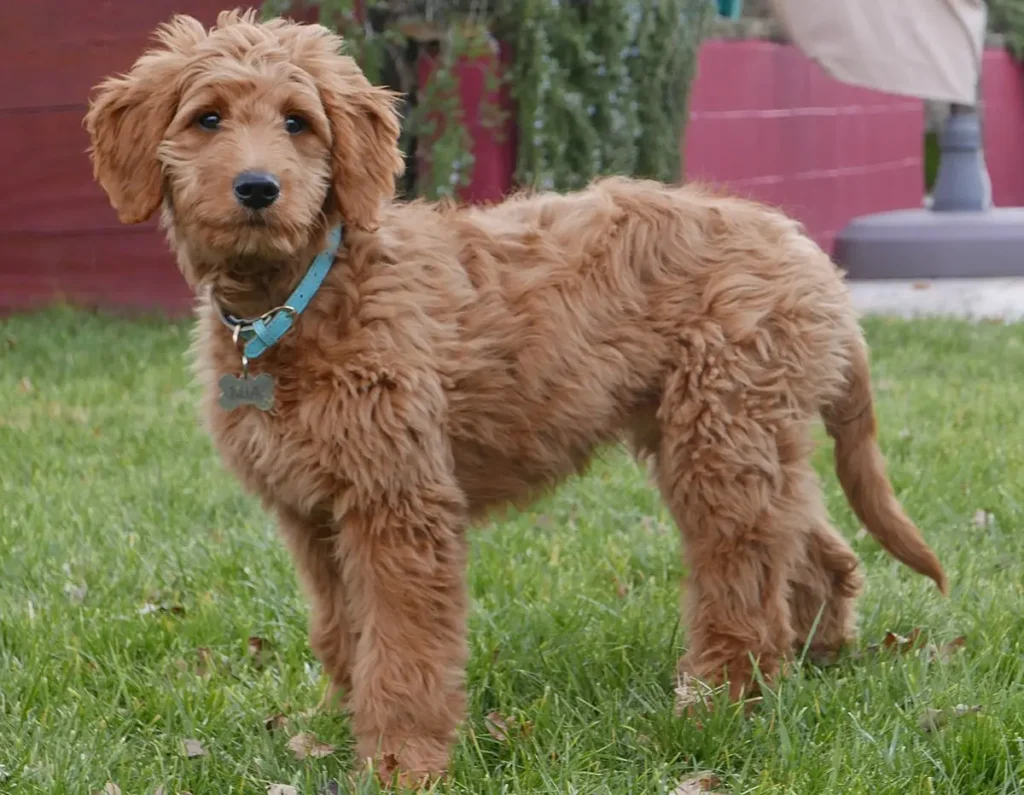 Goldendoodle dog breed