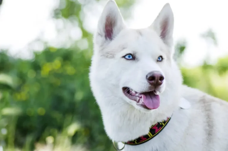 Huskita Siberian Husky and Akita Mix
