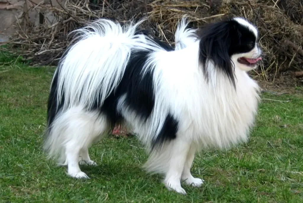 Japanese Chin