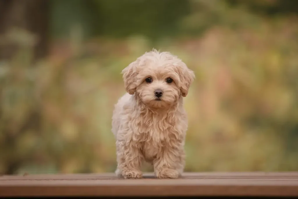 Maltipoo dog breed