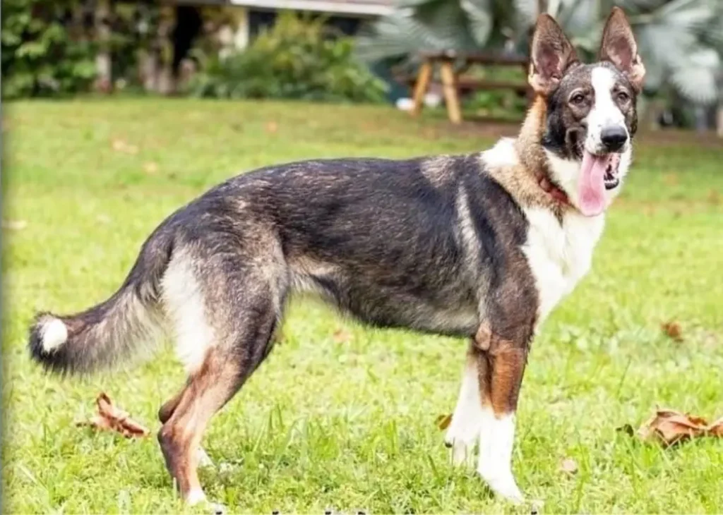 Panda Shepherd