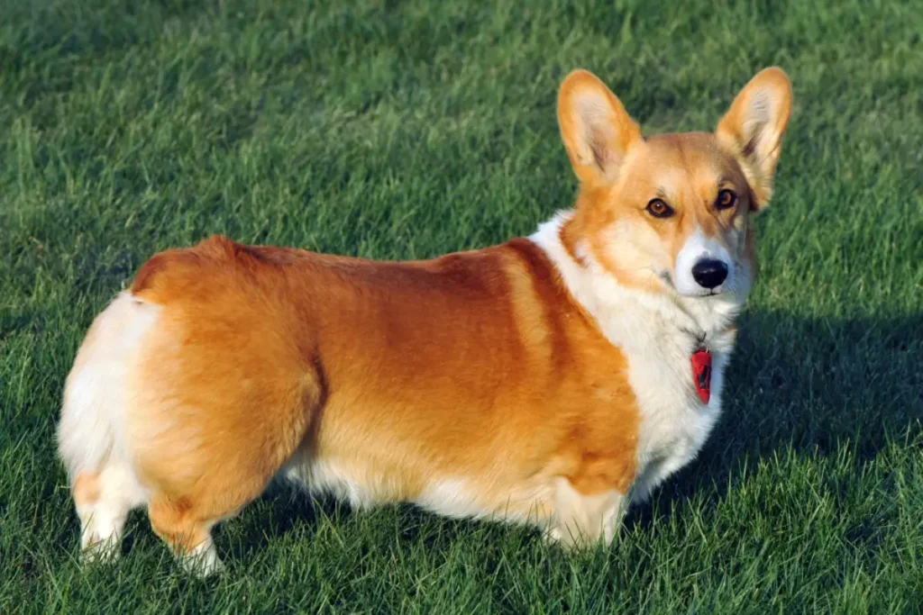 Pembroke Welsh Corgi