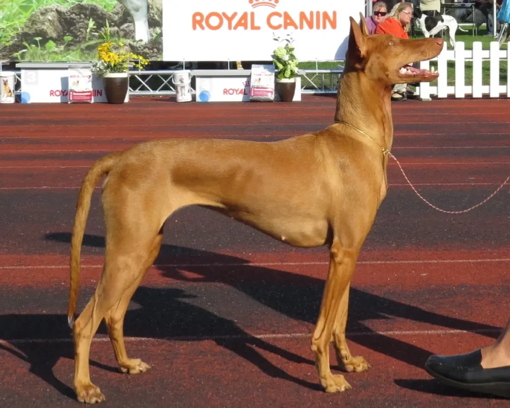 Pharaoh Hound