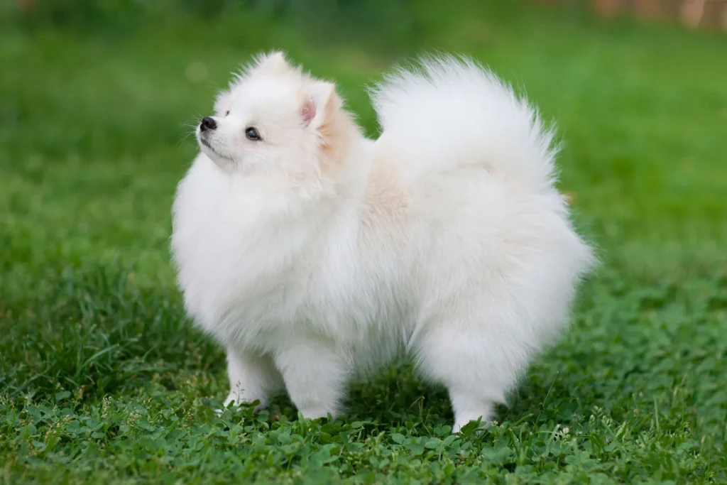 Pomeranian dog breed