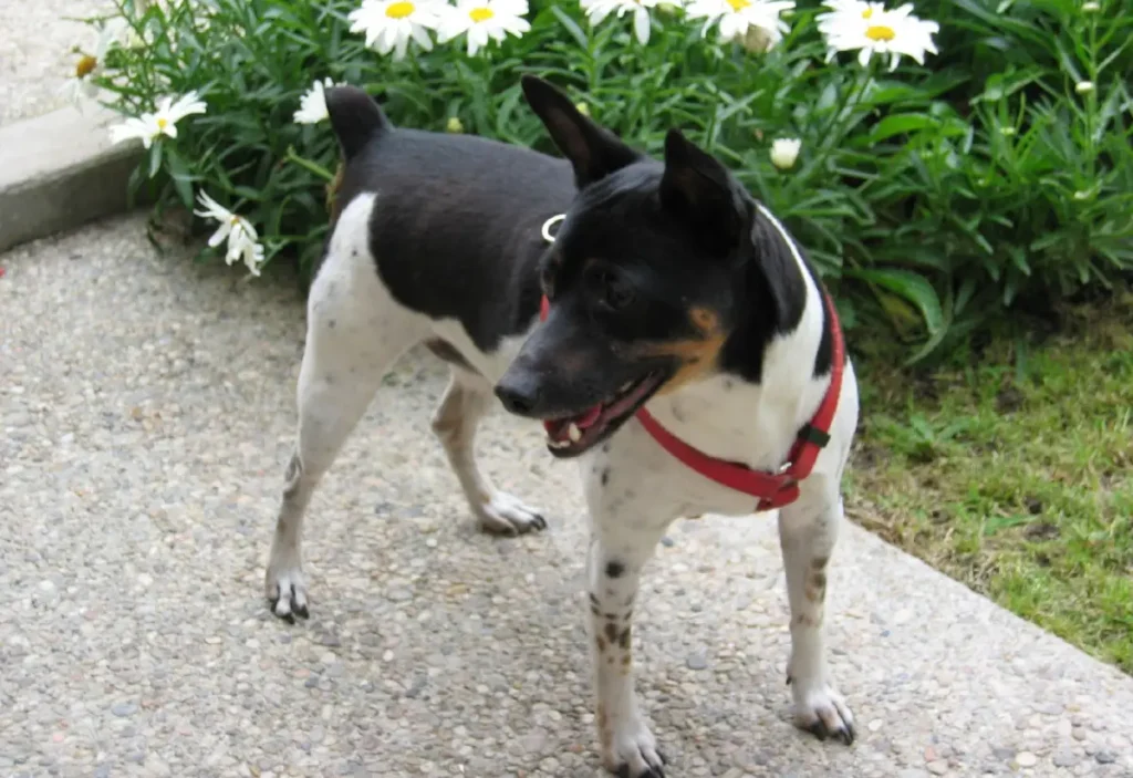 Rat Terrier