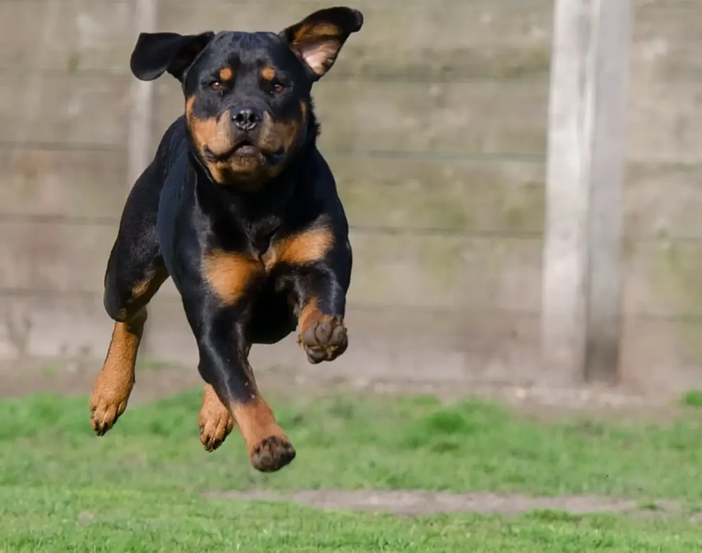 Rottweiler Running Dog