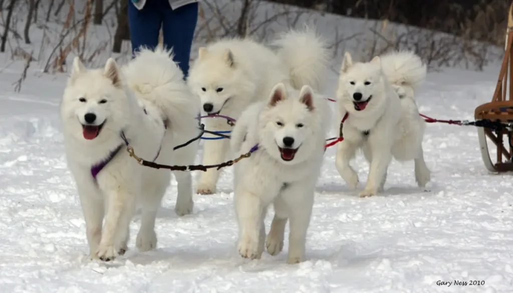 Samoyed