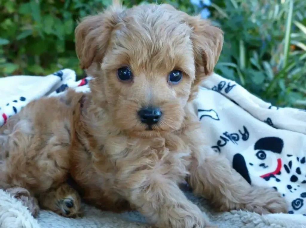 Schnoodle Puppy