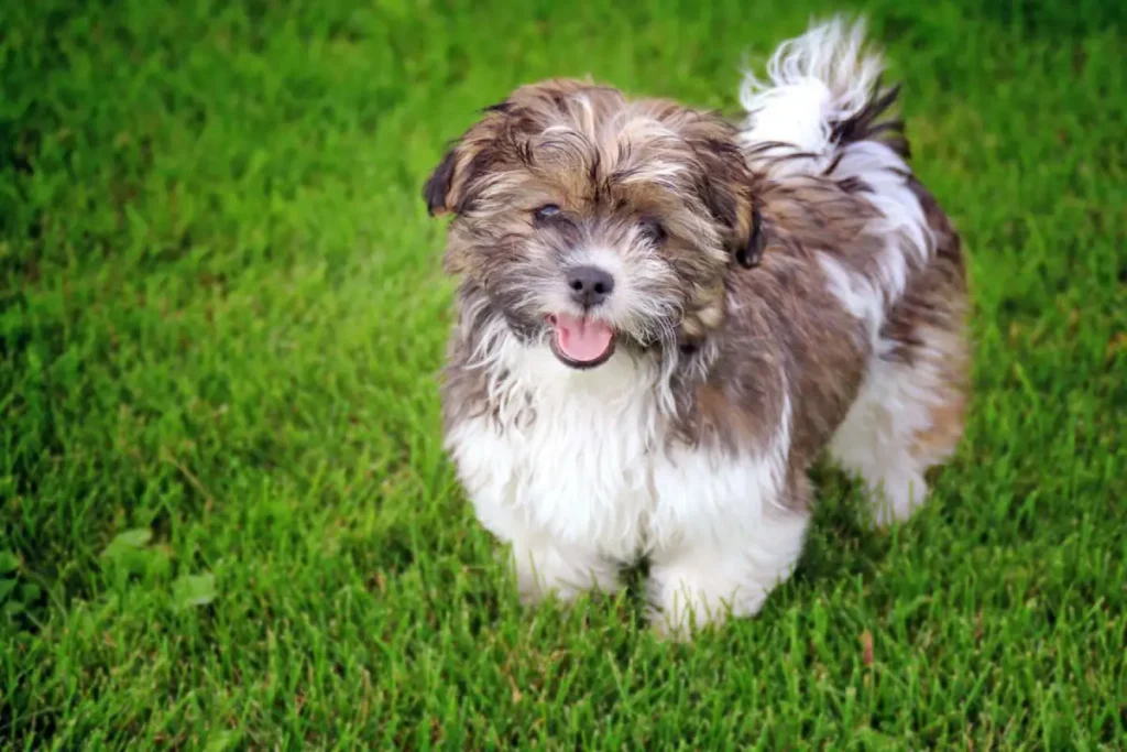 Shichon dog breed