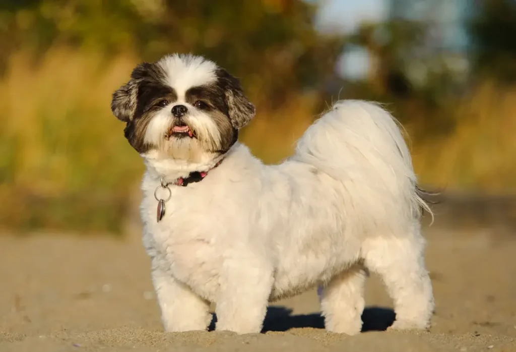 Shih Tzu