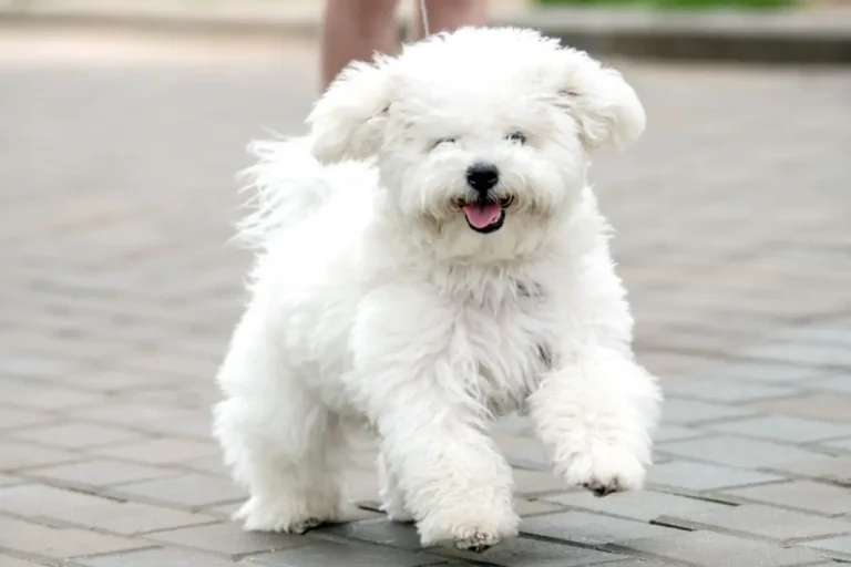 18 Teddy Bear Dog Breeds Best Qualities And Charming Look           