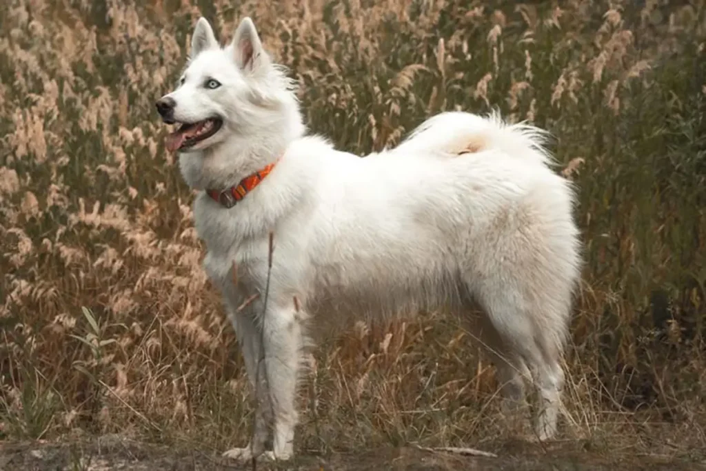 Yakutian Laika