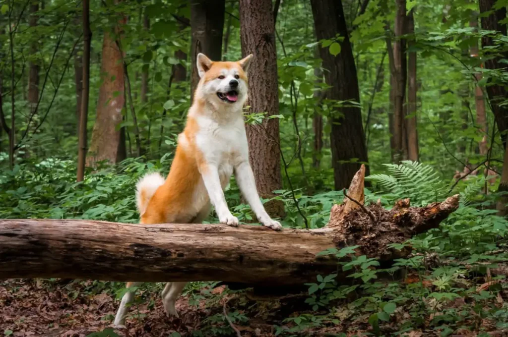 akita and husky mix