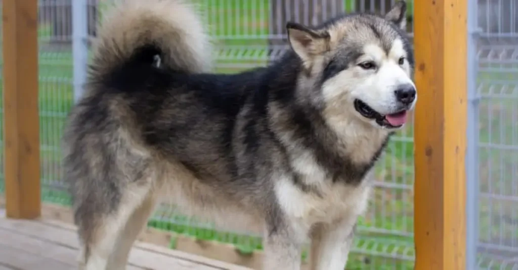 alaskan malamute german shepherd mix